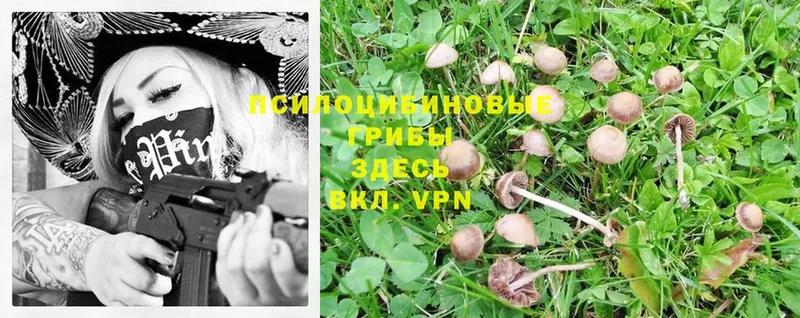 купить   МЕГА рабочий сайт  Галлюциногенные грибы Magic Shrooms  Кизляр 